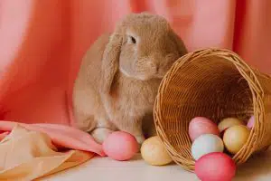 Cute Easter Bunny 300x200 1